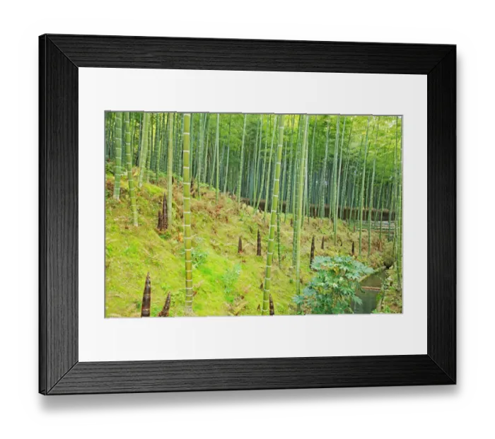 Framed Print : Bamboo, Arashiyama, Kyoto Framed Print : Bamboo, Arashiyama, Kyoto