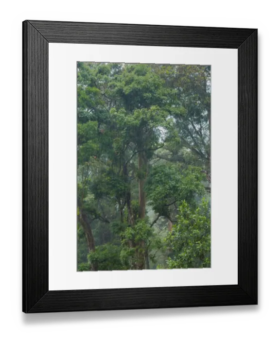 Framed Print : Rain in the tropical forest Framed Print : Rain in the tropical forest