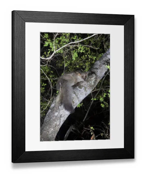 Framed Print : Thick-tailed Galago, iSimangaliso Wetland Park Framed Print : Thick-tailed Galago, iSimangaliso Wetland Park