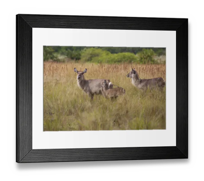 Framed Print : Waterbuck group, iSimangaliso Wetland Park Framed Print : Waterbuck group, iSimangaliso Wetland Park