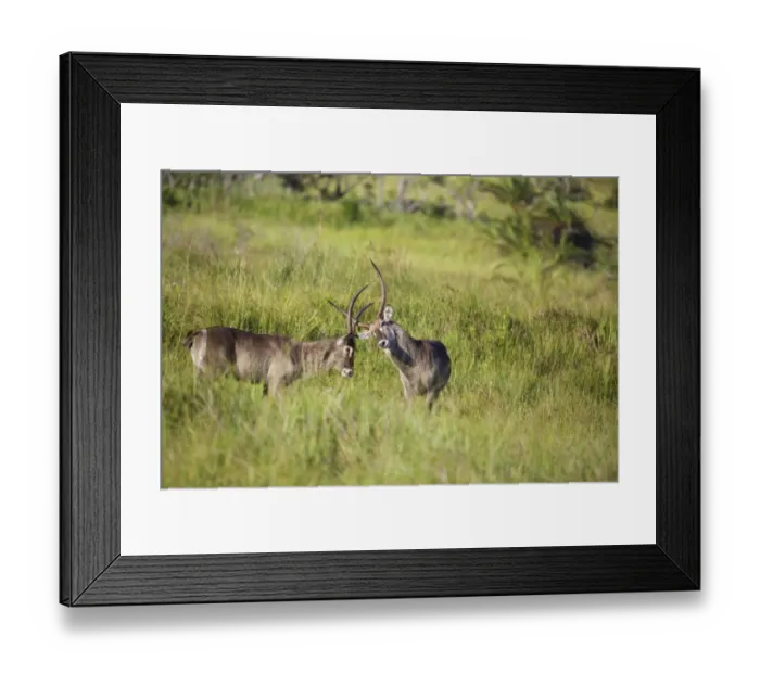 Framed Print : Waterbuck males, iSimangaliso Wetland Park Framed Print : Waterbuck males, iSimangaliso Wetland Park