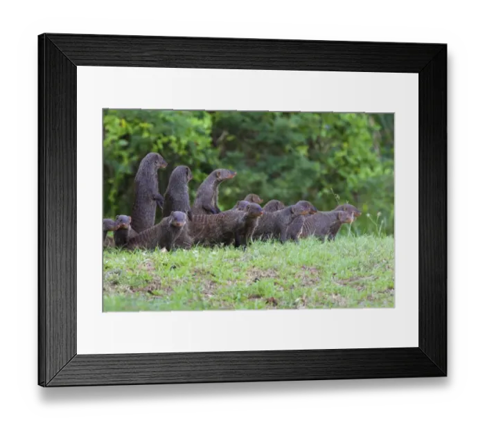 Framed Print : Banded Mongoose family, iSimangaliso Wetland Park Framed Print : Banded Mongoose family, iSimangaliso Wetland Park