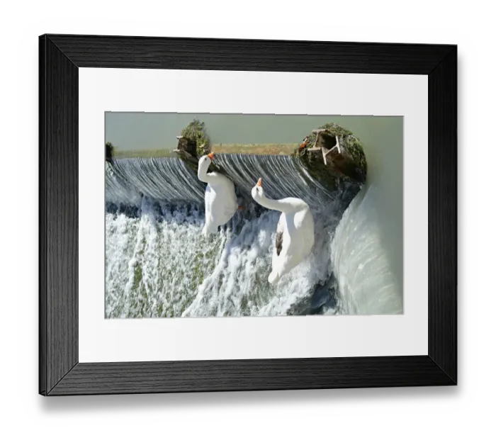 Framed Print : Two Geese. Two geese trying to climb a dam the river Tajo in the gardens of Aranjuez Framed Print : Two Geese. Two geese trying to climb a dam the river Tajo in the gardens of Aranjuez