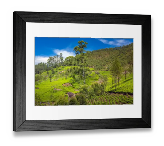 Framed Print : Landscape with tea plantations Framed Print : Landscape with tea plantations
