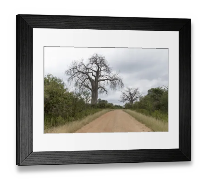 Framed Print : Adansonia digitata Framed Print : Adansonia digitata
