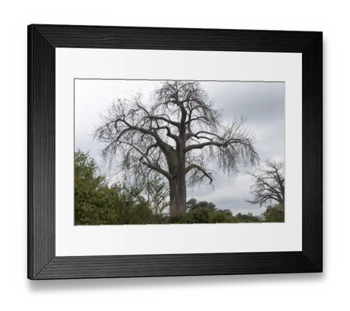 Framed Print : Adansonia digitata Framed Print : Adansonia digitata