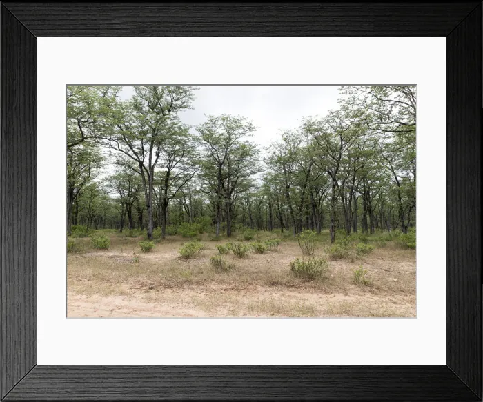 Framed Print : Mana Pools National Park Framed Print : Mana Pools National Park