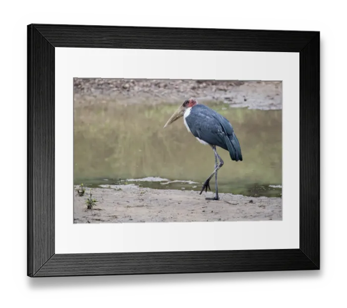 Framed Print : Birds in Mana Pools National Park Framed Print : Birds in Mana Pools National Park