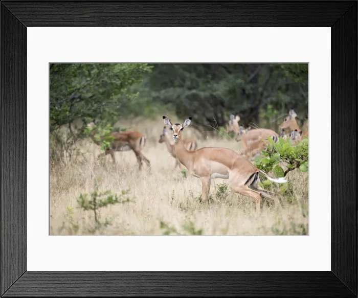 Framed Print : Antelope in Mana Pools National Park Framed Print : Antelope in Mana Pools National Park