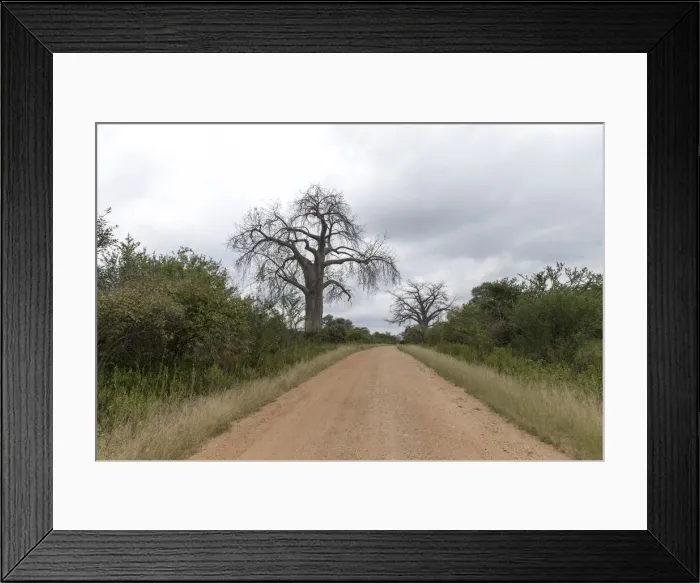 Framed Print : Adansonia digitata Framed Print : Adansonia digitata