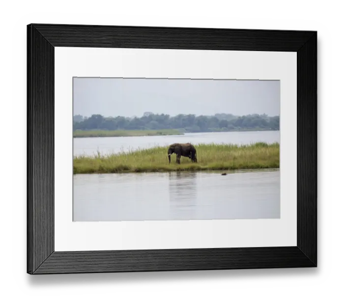 Framed Print : Elefant in Mana Pools National Park Framed Print : Elefant in Mana Pools National Park