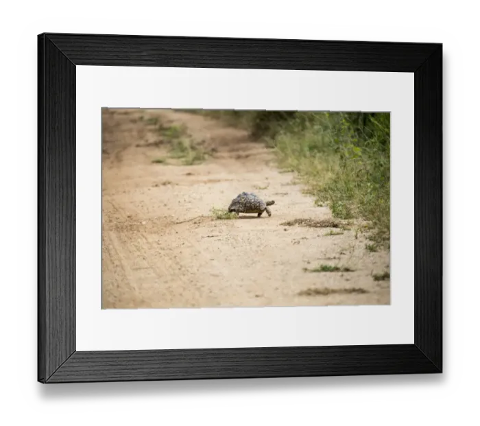 Framed Print : Turtle in Mana Pools National Park Framed Print : Turtle in Mana Pools National Park