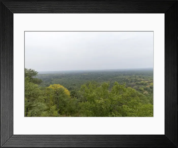Framed Print : Tropical forest in Zimbabwe Framed Print : Tropical forest in Zimbabwe