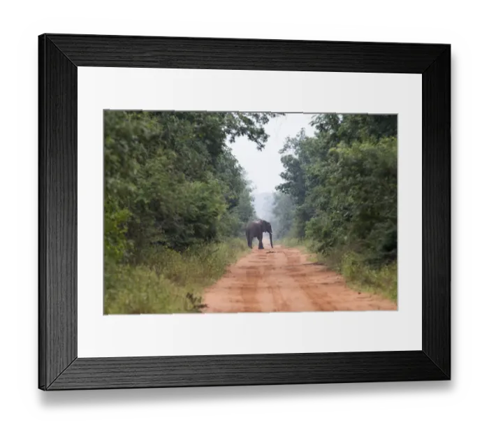 Framed Print : Elefant in the Mana Pools National Park Framed Print : Elefant in the Mana Pools National Park