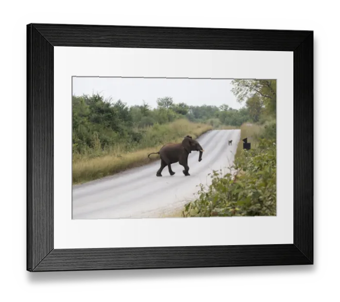 Framed Print : Elefant near Mana Pools National Park Framed Print : Elefant near Mana Pools National Park