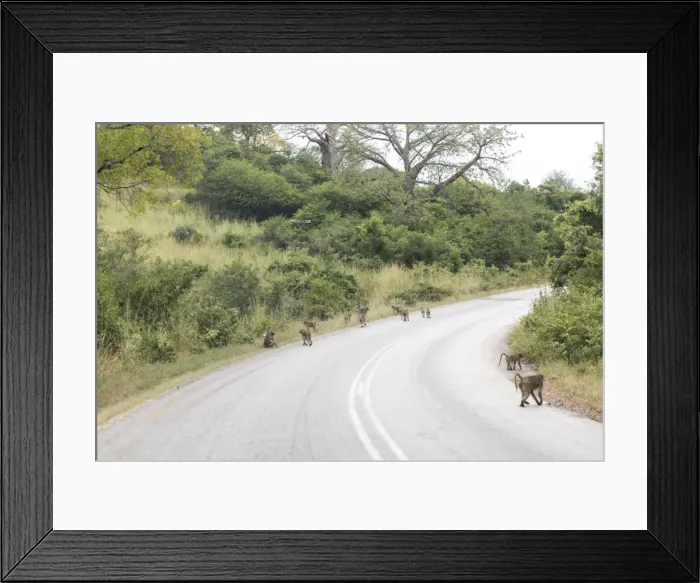 Framed Print : Baboons in theMana Pools National Park Framed Print : Baboons in theMana Pools National Park