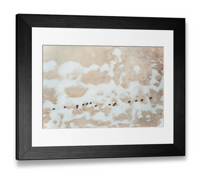 Framed Print : Wild goats walking on snow slope of a mountain Framed Print : Wild goats walking on snow slope of a mountain