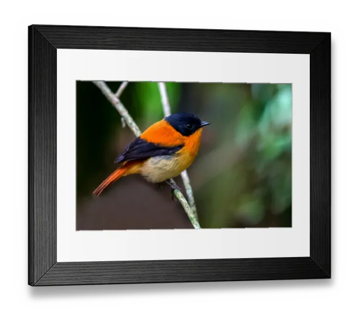 Framed Print : Black and orange flycatcher (Ficedula nigrorufa) Framed Print : Black and orange flycatcher (Ficedula nigrorufa)