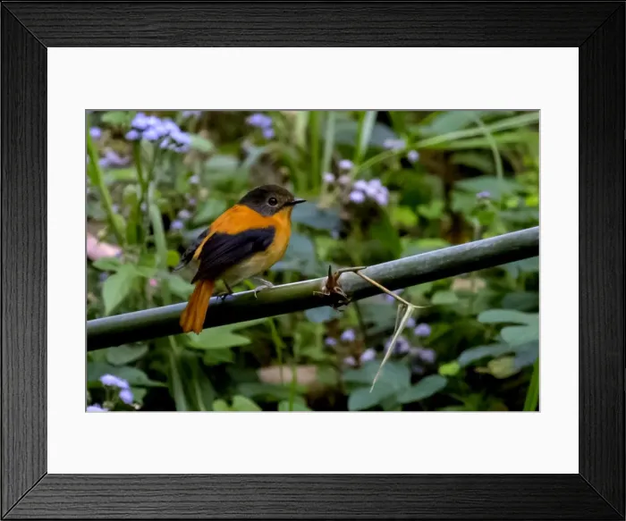 Framed Print : Black and orange flycatcher (Ficedula nigrorufa) Framed Print : Black and orange flycatcher (Ficedula nigrorufa)
