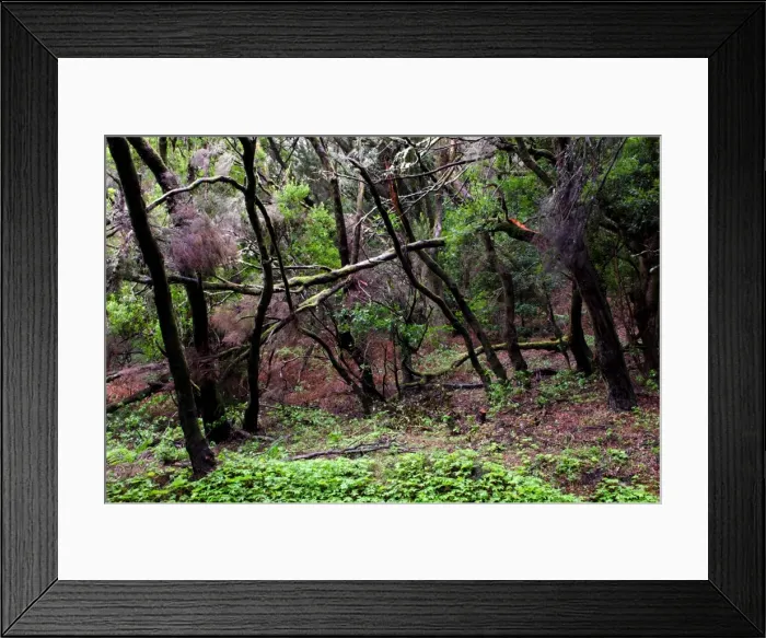 Framed Print : Laurel tree forest, Garajonay NP. La Gomera Framed Print : Laurel tree forest, Garajonay NP. La Gomera