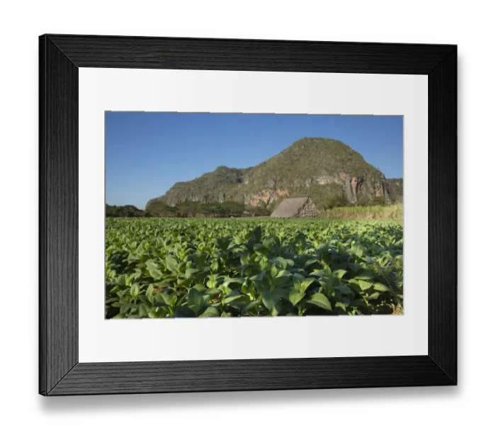 Framed Print : Tobacco farm in valley of Vinales Cuba Framed Print : Tobacco farm in valley of Vinales Cuba