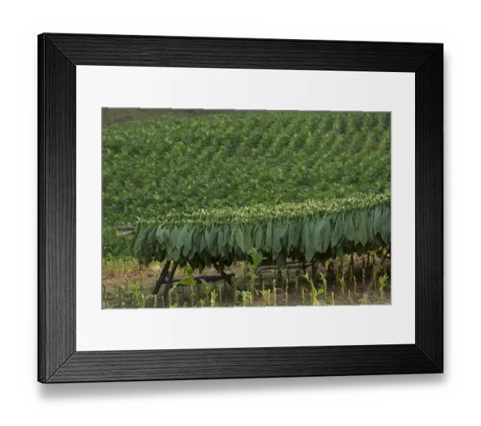 Framed Print : Tobacco in field in Vinales Cuba Framed Print : Tobacco in field in Vinales Cuba