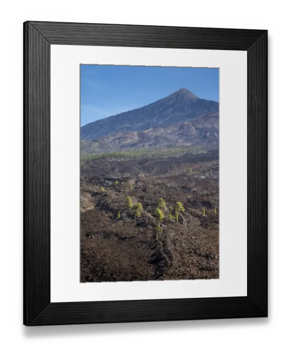 Framed Print : Canary Island pines in volcanic terrain in Teide V Framed Print : Canary Island pines in volcanic terrain in Teide V