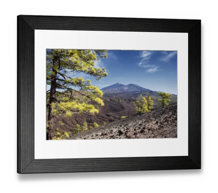 Framed Print : Pine trees with Teide volcano on background Framed Print : Pine trees with Teide volcano on background