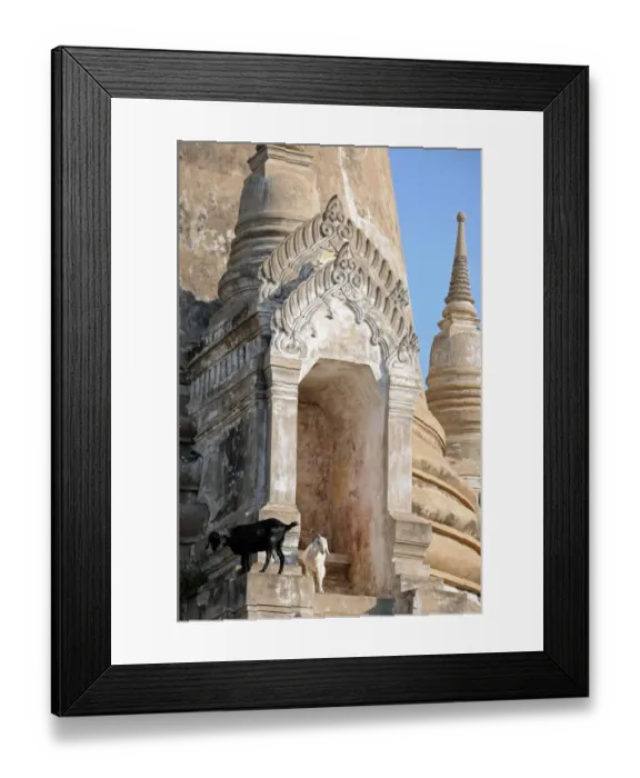 Framed Print : Goats Grazing in the Ruins of Ayutthaya, Thailand Framed Print : Goats Grazing in the Ruins of Ayutthaya, Thailand
