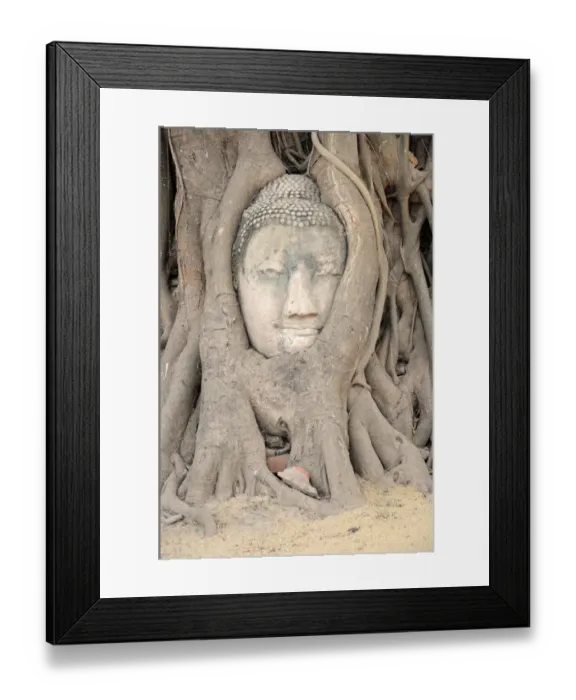 Framed Print : Wat Mahathat Buddha Head and Roots, Ayutthaya Framed Print : Wat Mahathat Buddha Head and Roots, Ayutthaya