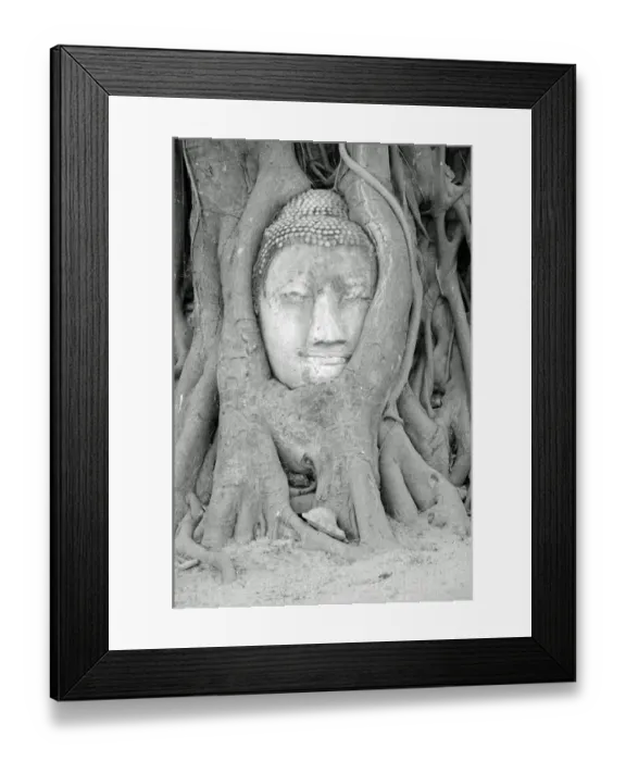 Framed Print : Wat Mahathat Buddha Head and Roots, Ayutthaya Framed Print : Wat Mahathat Buddha Head and Roots, Ayutthaya