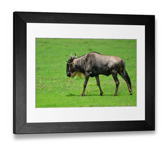 Framed Print : Wildebeest grazing in a meadow - Ngorongoro crater Framed Print : Wildebeest grazing in a meadow - Ngorongoro crater