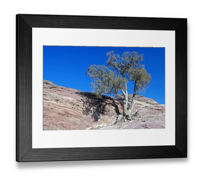 Framed Print : Tree Gazing Framed Print : Tree Gazing