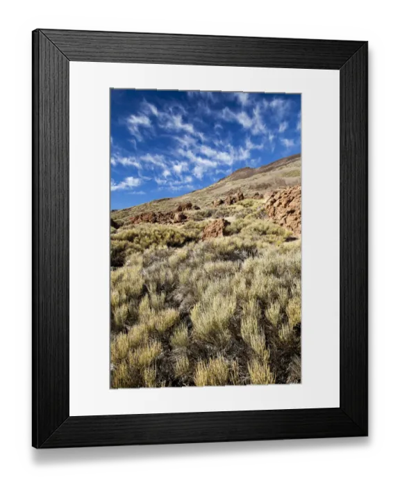 Framed Print : Flora on a slope of Teide volcano Framed Print : Flora on a slope of Teide volcano