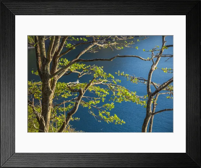 Framed Print : The northern gannet on the tree Framed Print : The northern gannet on the tree