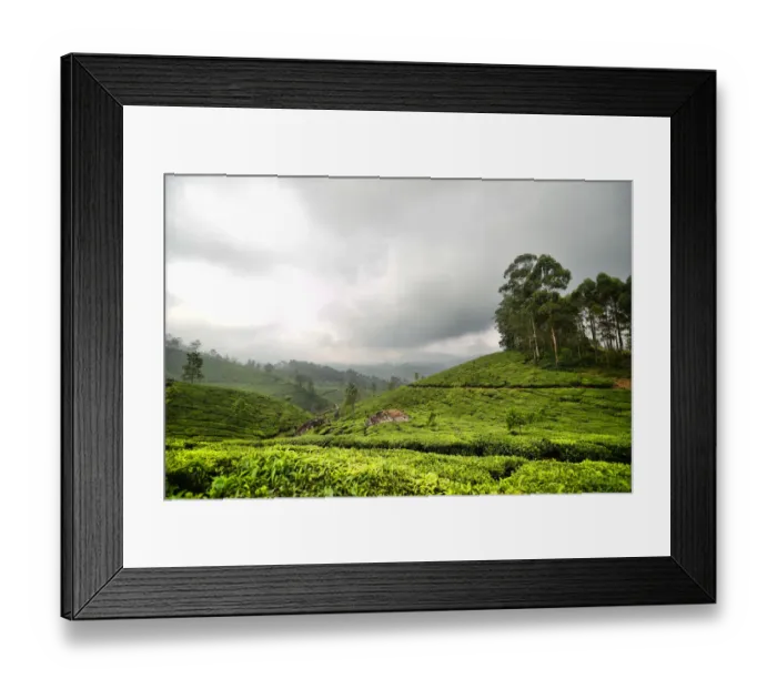 Framed Print : Tea Garden Framed Print : Tea Garden