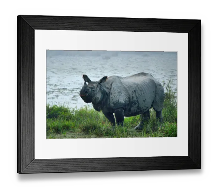 Framed Print : Great Indian Rhinoceros Framed Print : Great Indian Rhinoceros