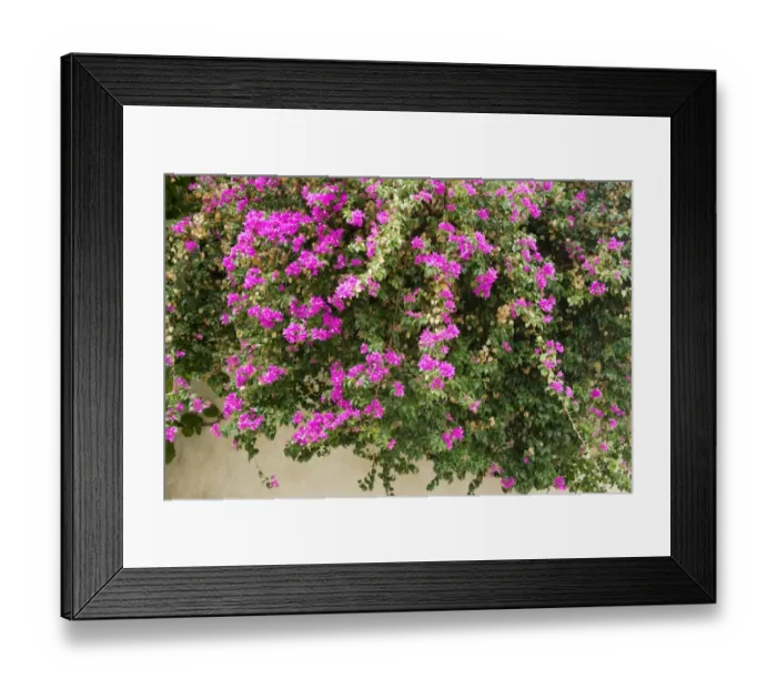 Framed Print : Wall in Ibiza old town covered with bougainvillia Framed Print : Wall in Ibiza old town covered with bougainvillia