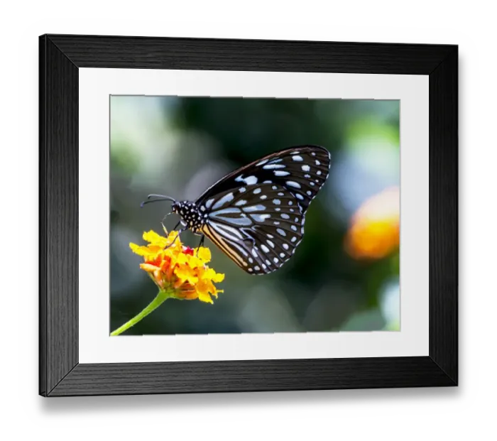 Framed Print : The Common Blue Tiger (Tirumala limniace) Framed Print : The Common Blue Tiger (Tirumala limniace)