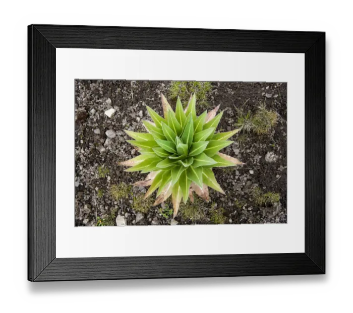 Framed Print : Giant lobelia, Simien Mountains, Ethiopia Framed Print : Giant lobelia, Simien Mountains, Ethiopia