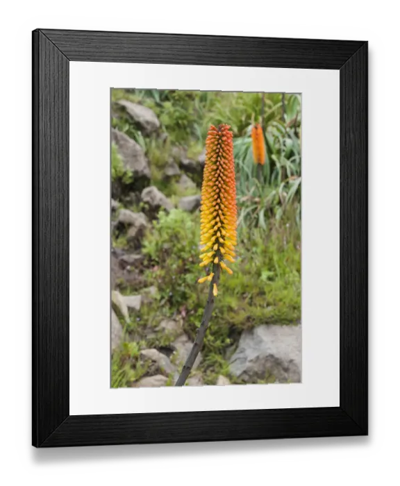 Framed Print : Red hot poker, Simien Mountains, Ethiopia