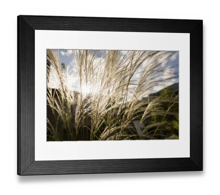 Framed Print : White reed in the sun Framed Print : White reed in the sun