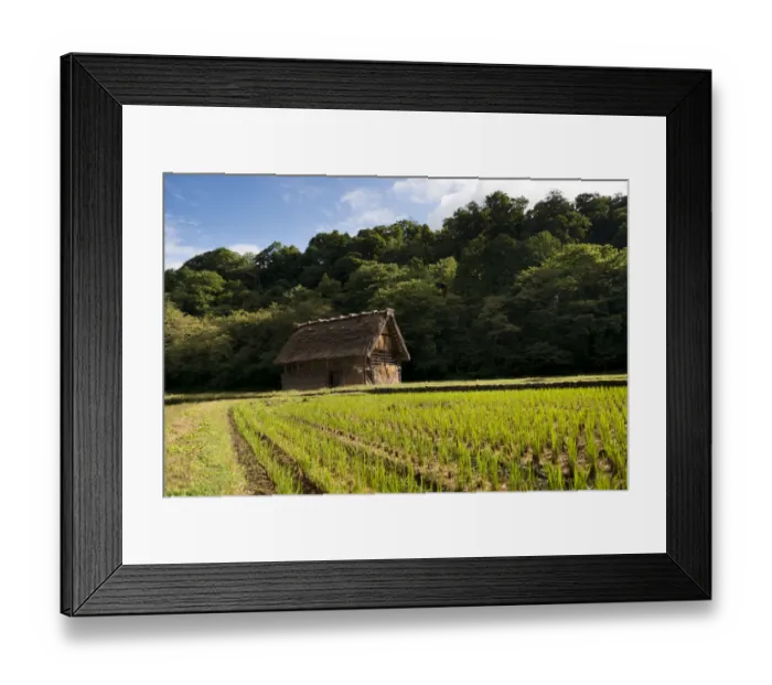 Framed Print : A farming cottage among rice paddies Framed Print : A farming cottage among rice paddies