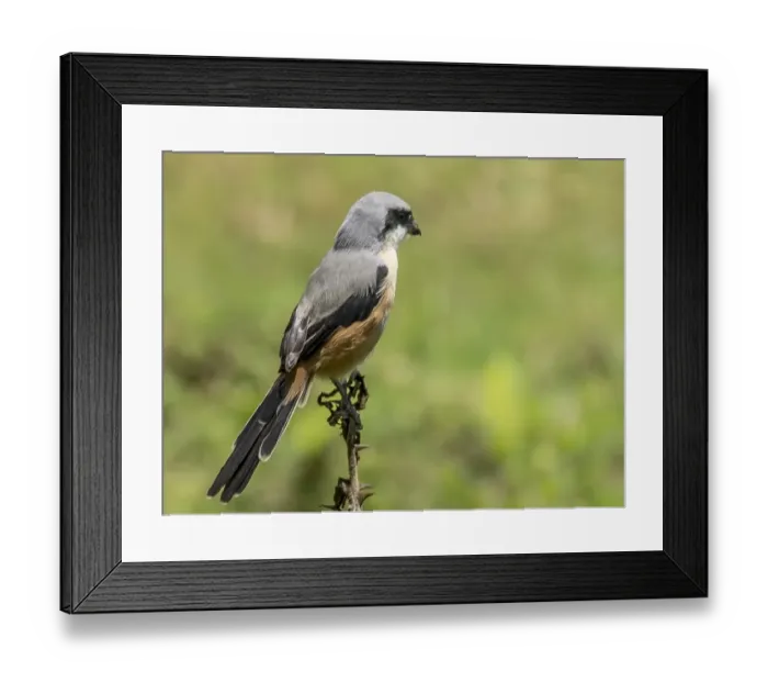Framed Print : The Long-tailed Shrike or Rufous-backed Shrike (La Framed Print : The Long-tailed Shrike or Rufous-backed Shrike (La