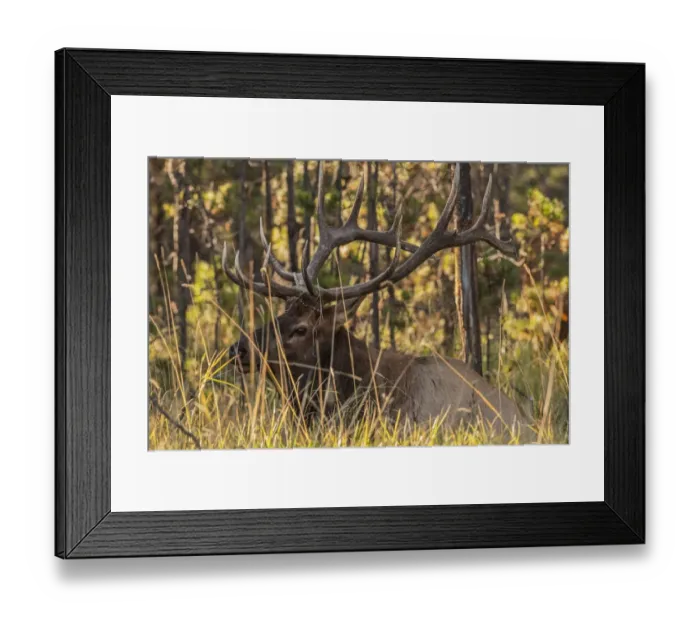 Framed Print : Bull elk (Cervus canadensis), Jasper National Park Framed Print : Bull elk (Cervus canadensis), Jasper National Park