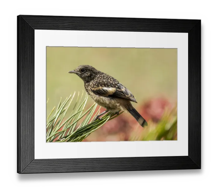 Framed Print : Pied Bushchat (Saxicola caprata) Framed Print : Pied Bushchat (Saxicola caprata)