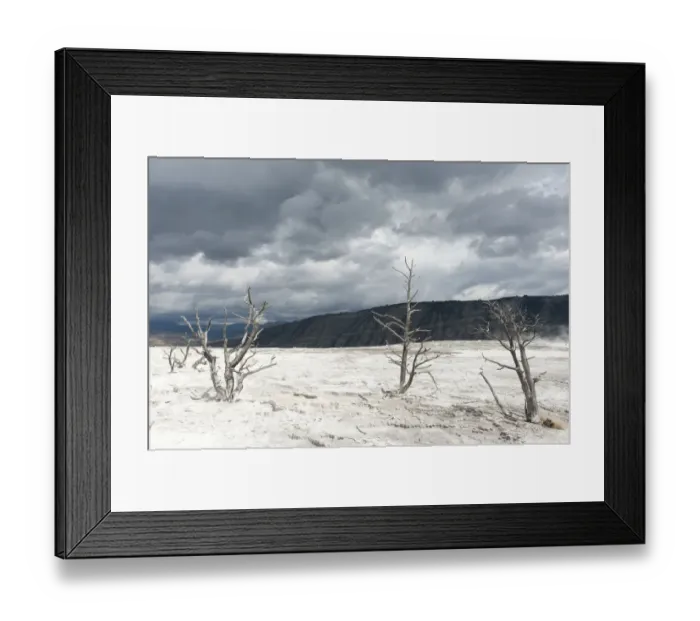 Framed Print : Geomorphology, limestone sinter terraces, dead trees, Canary Spring, Main Terrace, Mammoth Hot Springs, Yellowstone National Park, Wyoming, USA, United States of America, North America Framed Print : Geomorphology, limestone sinter terraces, dead trees, Canary Spring, Main Terrace, Mammoth Hot Springs, Yellowstone National Park, Wyoming, USA, United States of America, North America