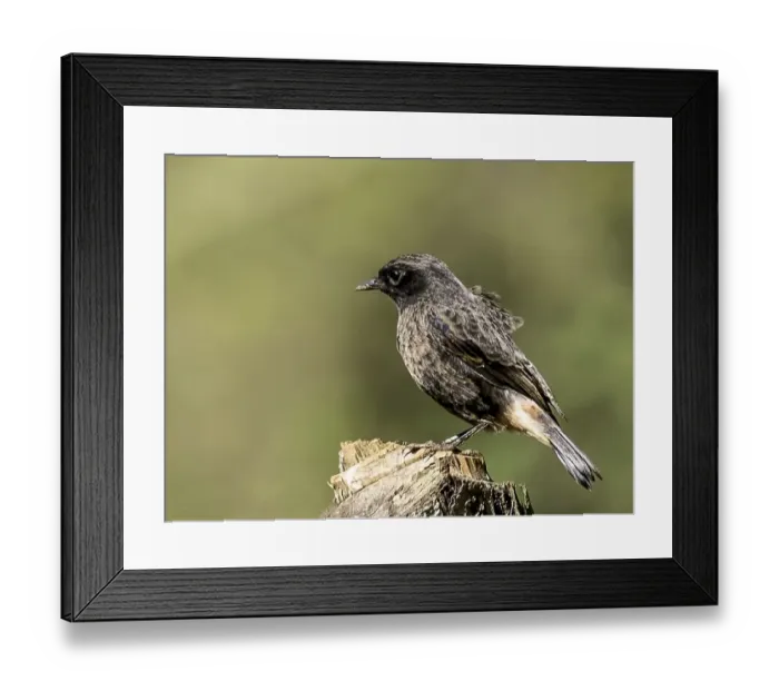 Framed Print : Pied Indian Bushchat (Female) Framed Print : Pied Indian Bushchat (Female)