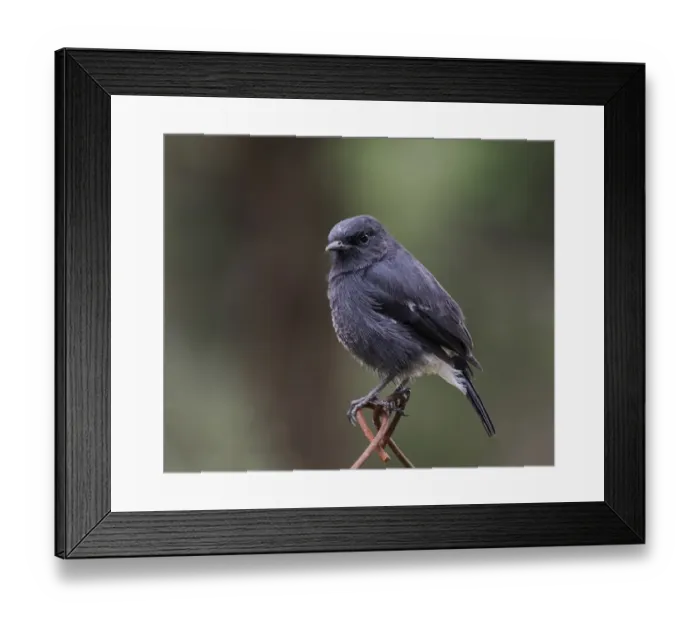 Framed Print : Pied Indian Bushchat Framed Print : Pied Indian Bushchat