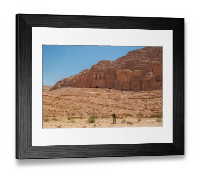 Framed Print : Lone Donkey in Front of Nabataean Tombs Framed Print : Lone Donkey in Front of Nabataean Tombs